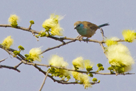 Uraeginthus angolensis